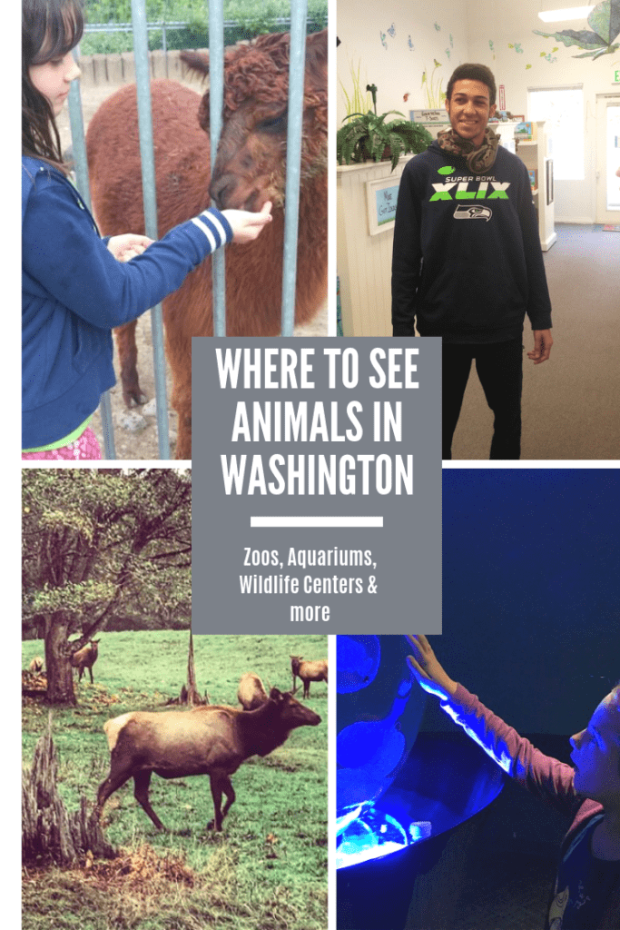 Zoos in Washington & Aquariums – Where To See Animals (Petting Zoos, Reptiles, Kangaroo Farms & More)!
