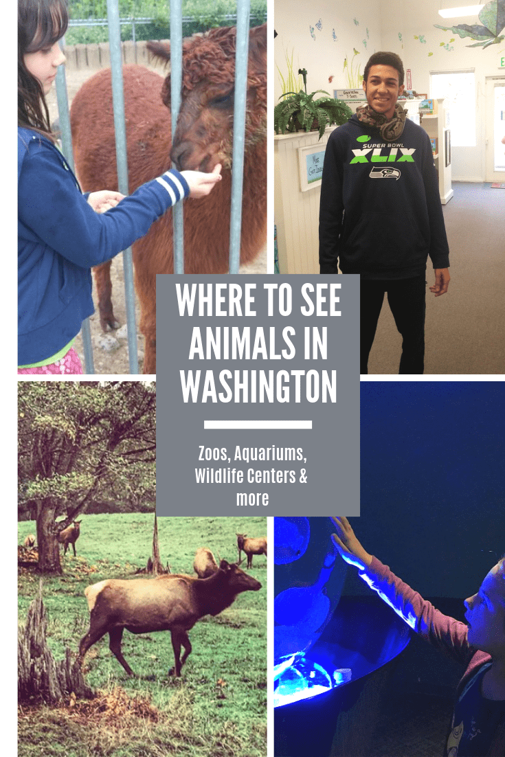 Zoos in Washington & Aquariums – Where To See Animals (Petting Zoos, Reptiles, Kangaroo Farms & More)!