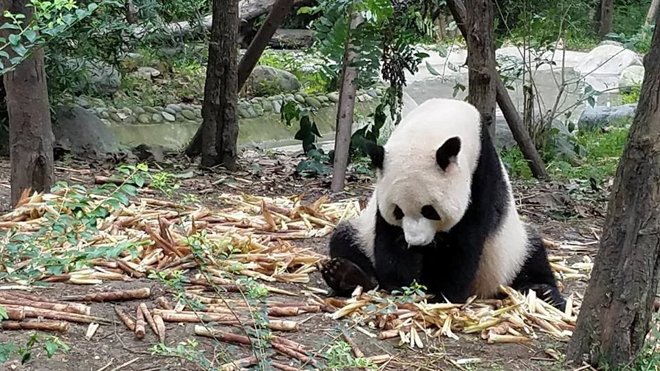 Panda in Chengdu China