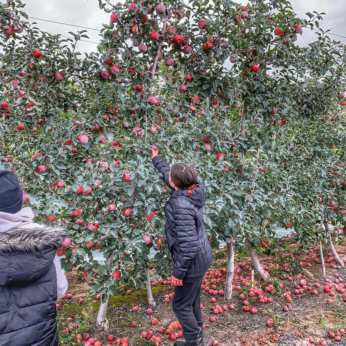 picking apples on orchard