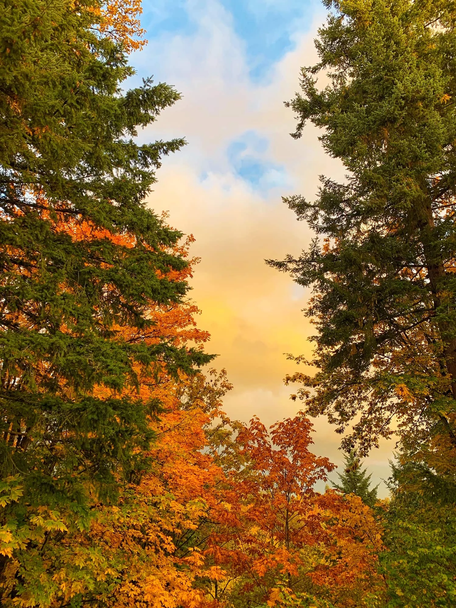 fall leaves in the northwest