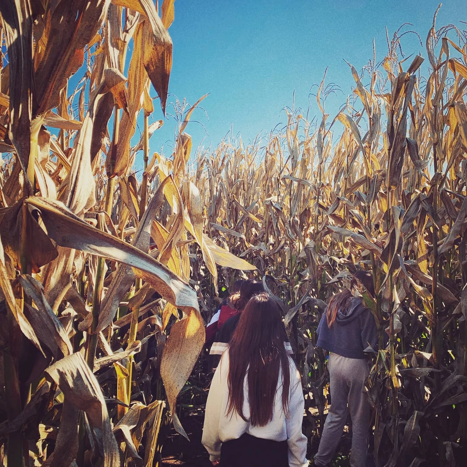 Corn Maze at Carpinito Farms