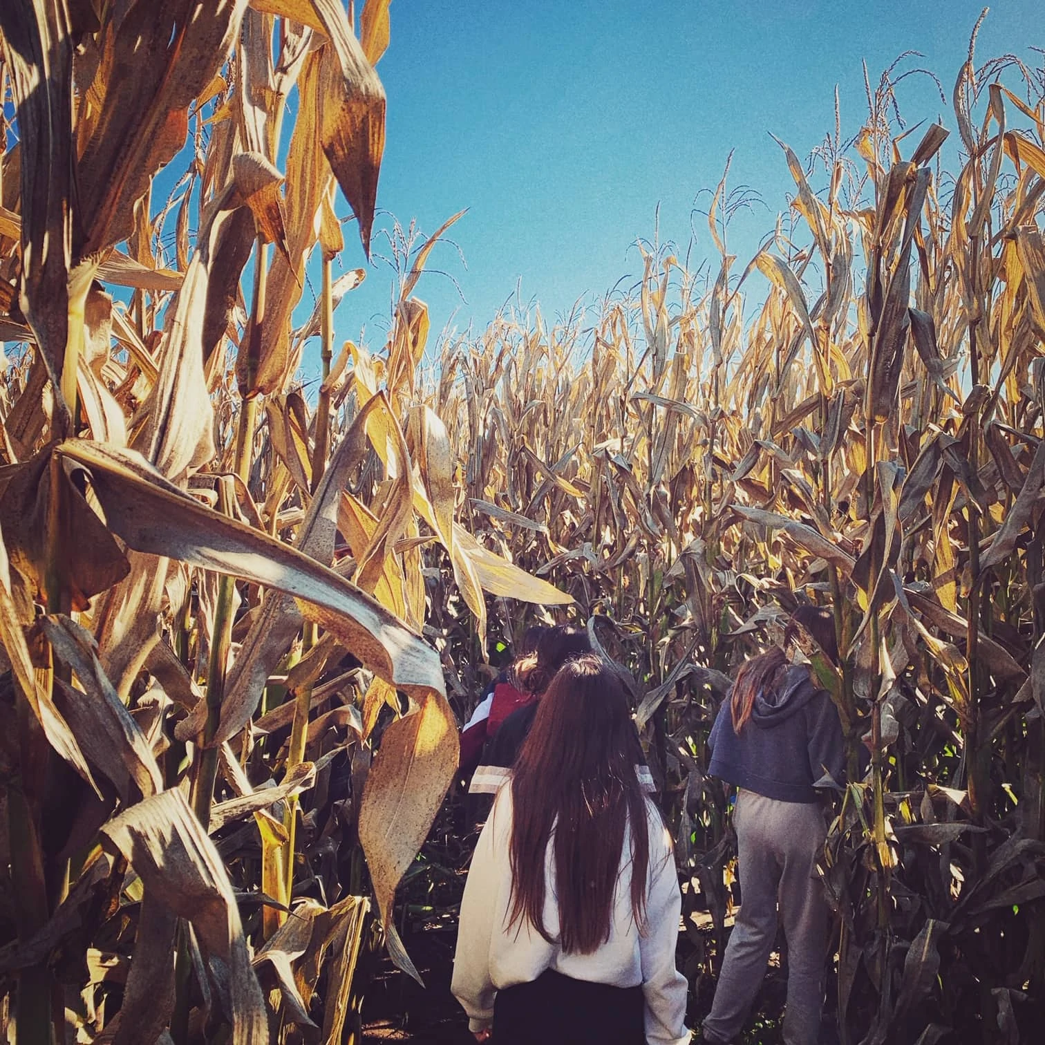 Corn Maze for fun fall activities