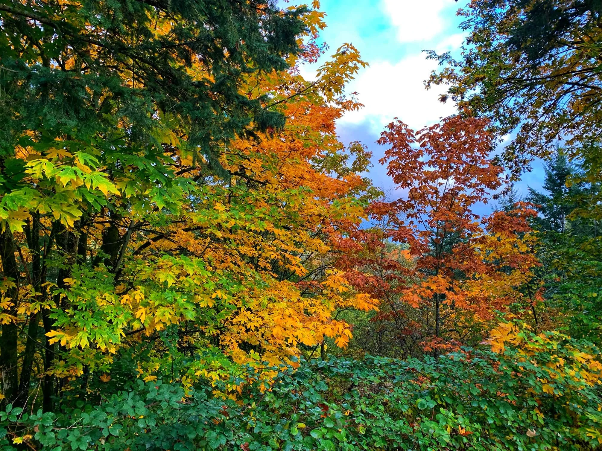 fall foliage in the northwest