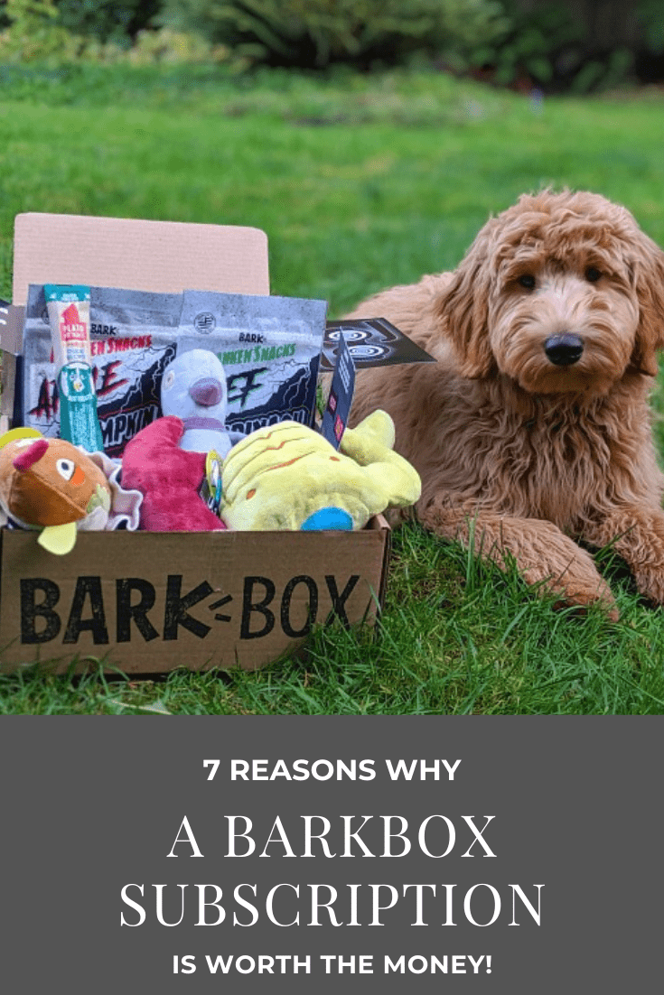 7 Reasons A BarkBox Subscription is Worth the $$
