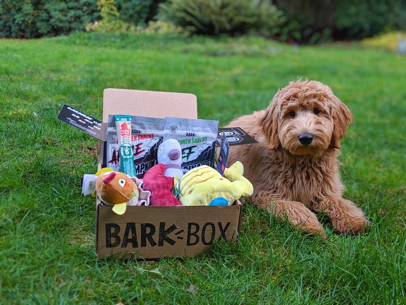BarkBox Halloween Box with Puppy