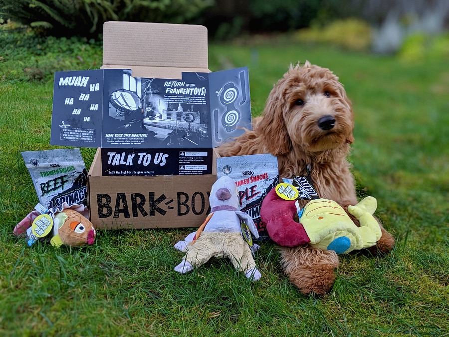 Barkbox Halloween Box with Goldendoodle Puppy