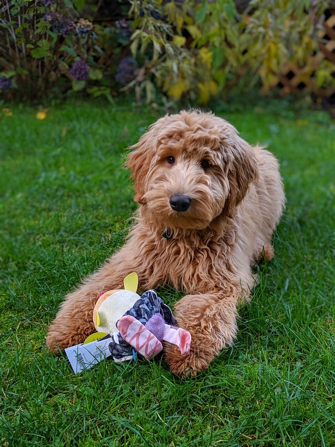 Goldendoodle with Halloween BarkBox Toy