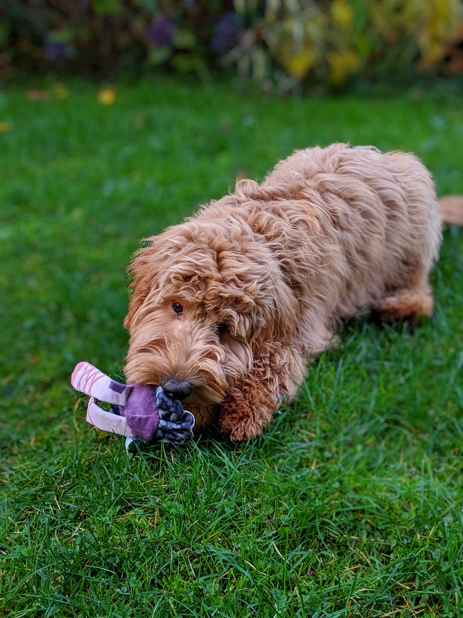 Playing with Halloween toy from BarkBox