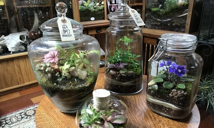 Roosevelt Terrarium