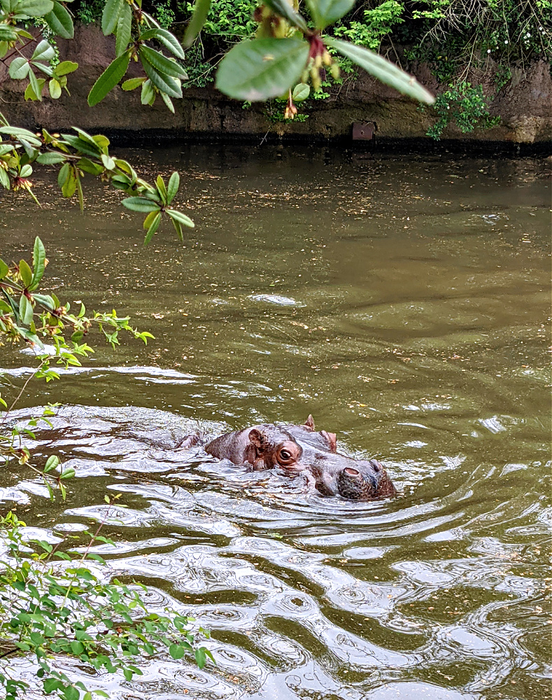 Rhino in water at Woodland Park Zoo