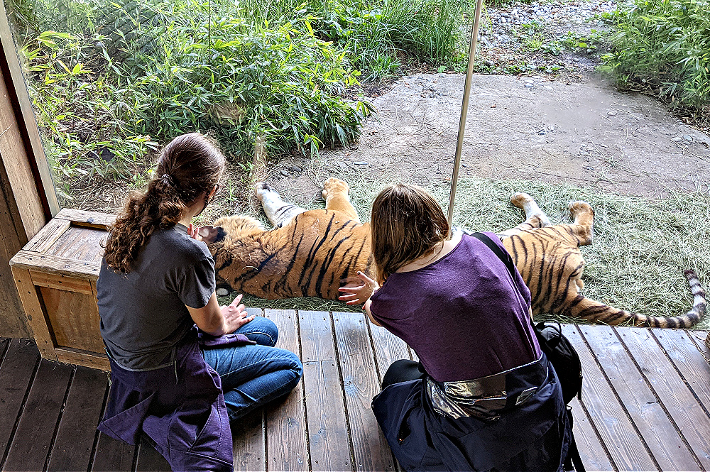 Tiger at Woodland Park Zoo