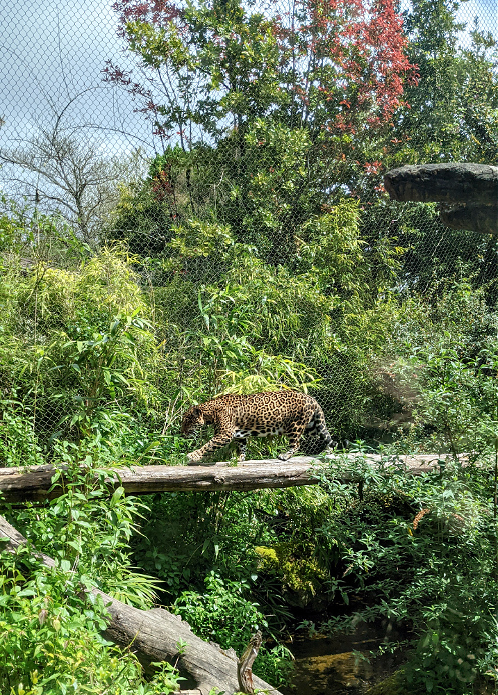 Tiger at Woodland Park zoo on Tree