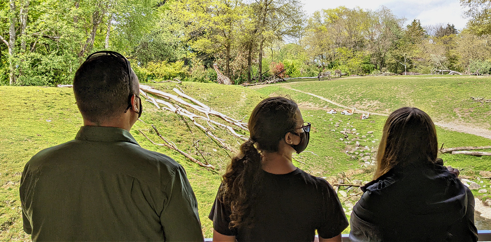 Viewing giraffe at Woodland Park Zoo