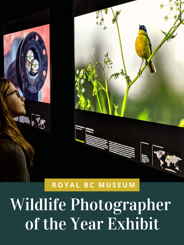 Wildlife Photographer of the Year Exhibit at Royal BC Museum