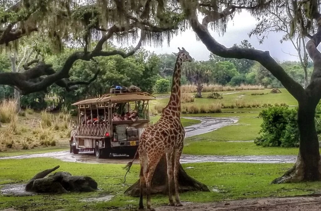 Animal Safari at Animal Kingdom Disney World