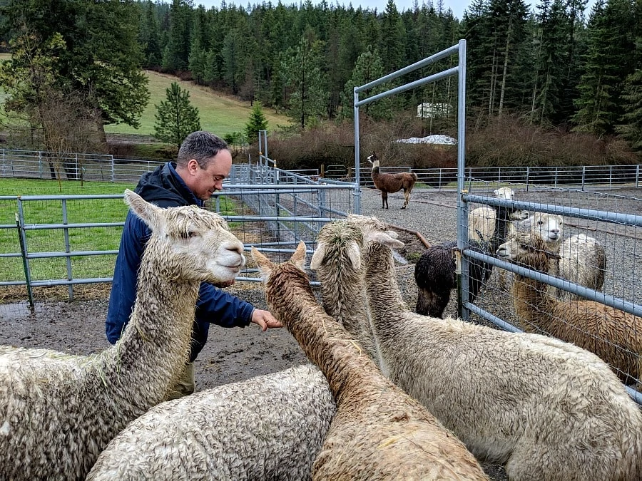 Alpaca Farm in Couer d Alene Idaho