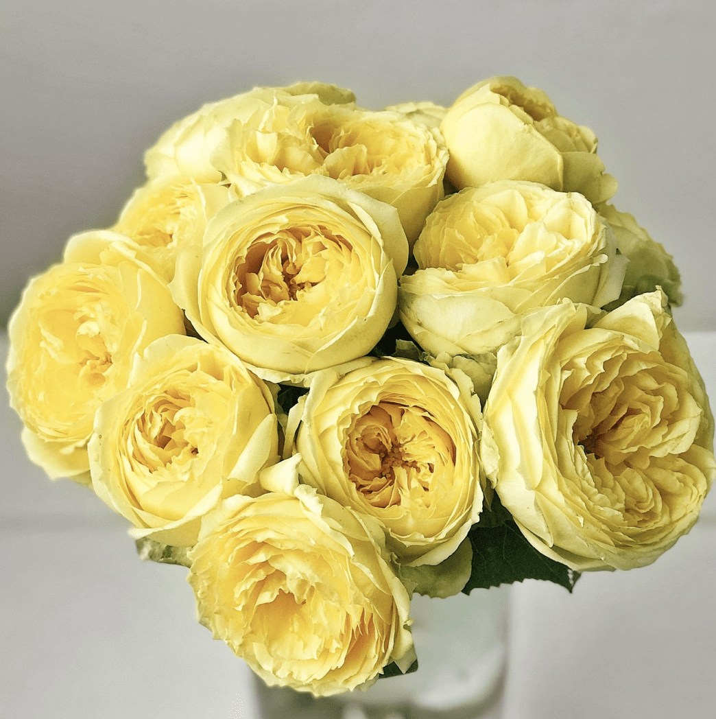Yellow Roses from Rose Farmers