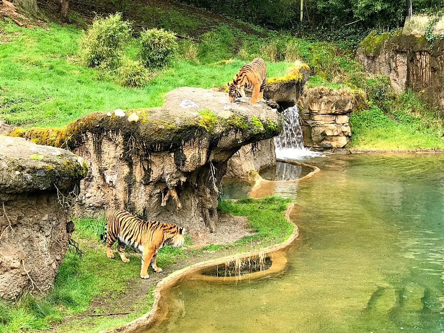 Tigers at Point Defiance Zoo