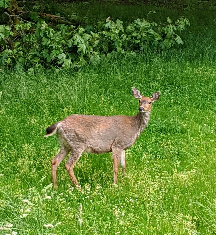 Deer at Point Defiance Park