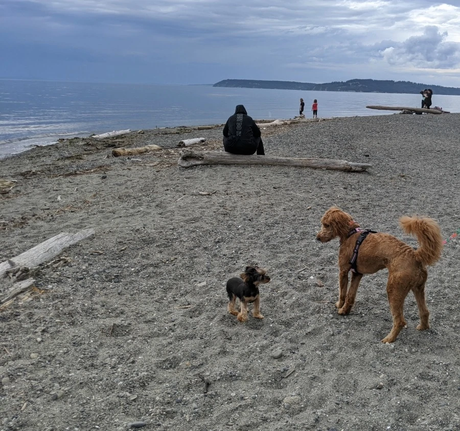 Meadowdale Beach with Dogs