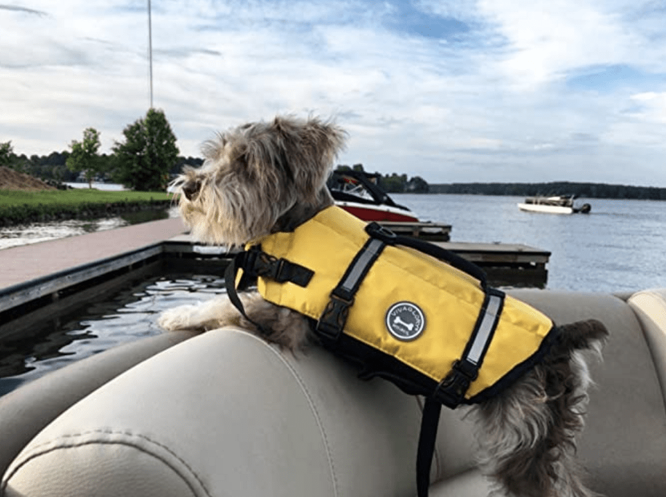 small dog life jacket