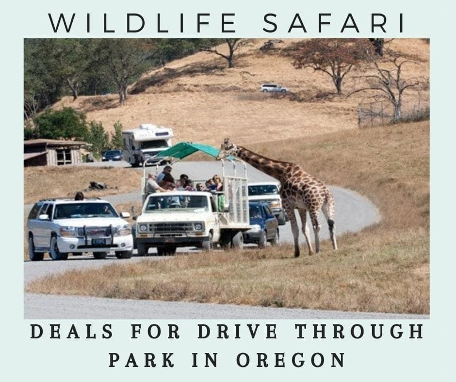 Wildlife Safari Oregon - Discounts Tickets! Drive Through Zoo Park -  Thrifty NW Mom