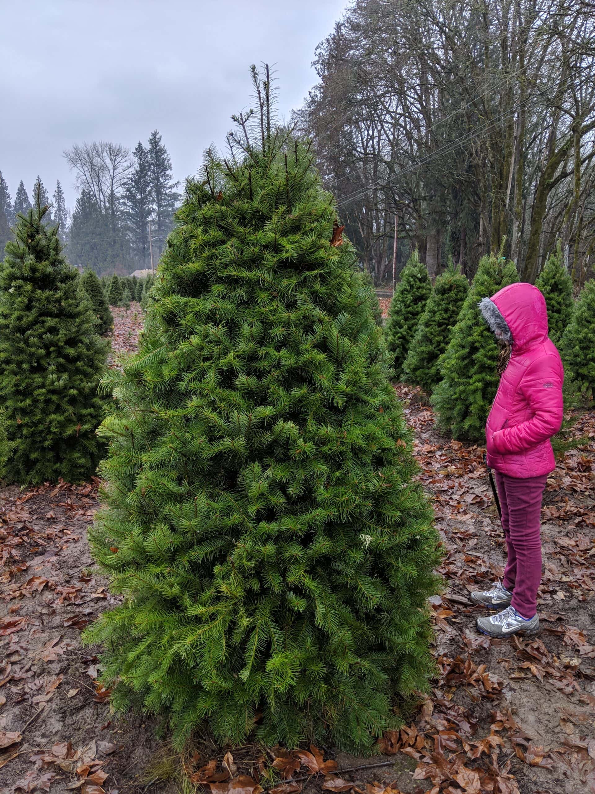 U Cut Christmas Tree Farms Near Me In Puget Sound Areas! Thrifty NW Mom U Cut Christmas Trees Near Me