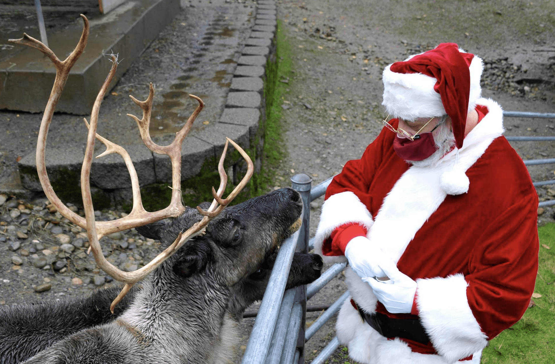 Issaquah Reindeer Festival