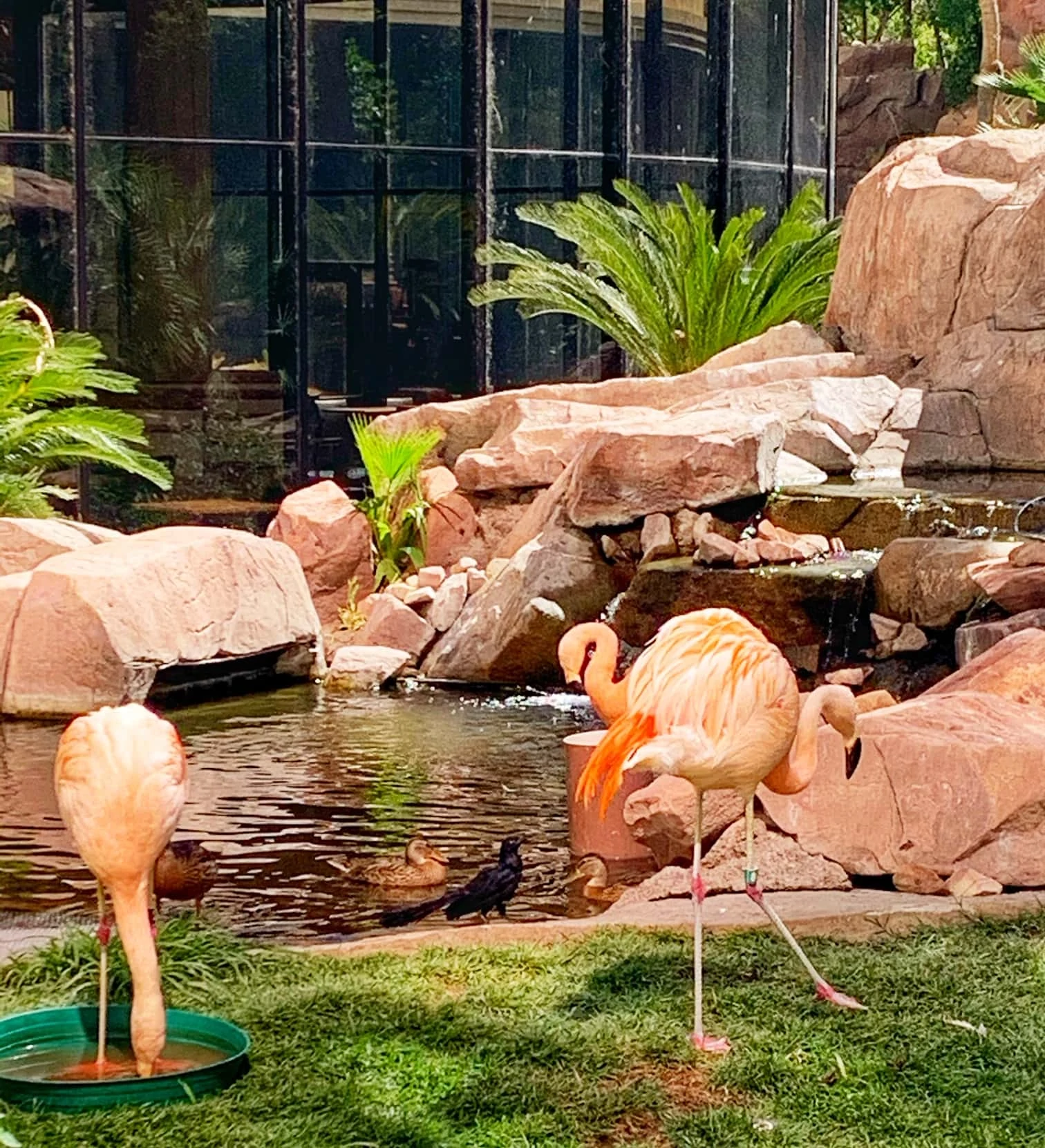 flamingos outdoor wildlife habitat las vegas