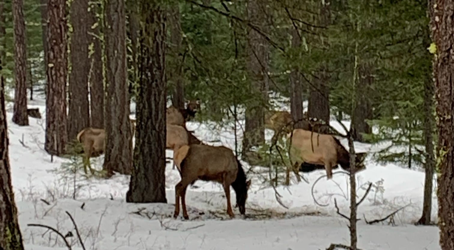 Elk at Suncadia