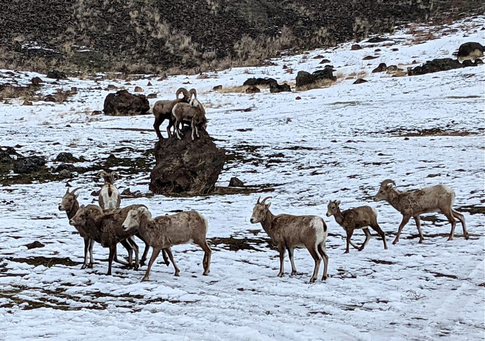 Bighorn Sheep At Cleman Mtn Feeding Area Naches WA