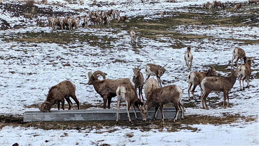 Bighorn Sheep feeding at trough