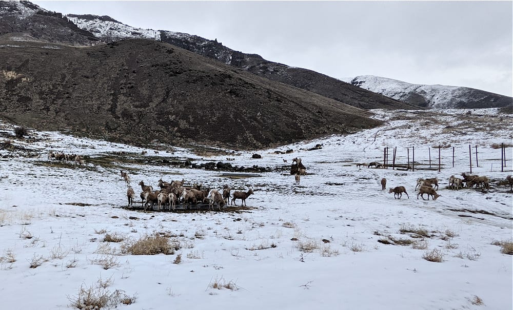 Cleman Mountain Bighorn Sheep Feeding Area