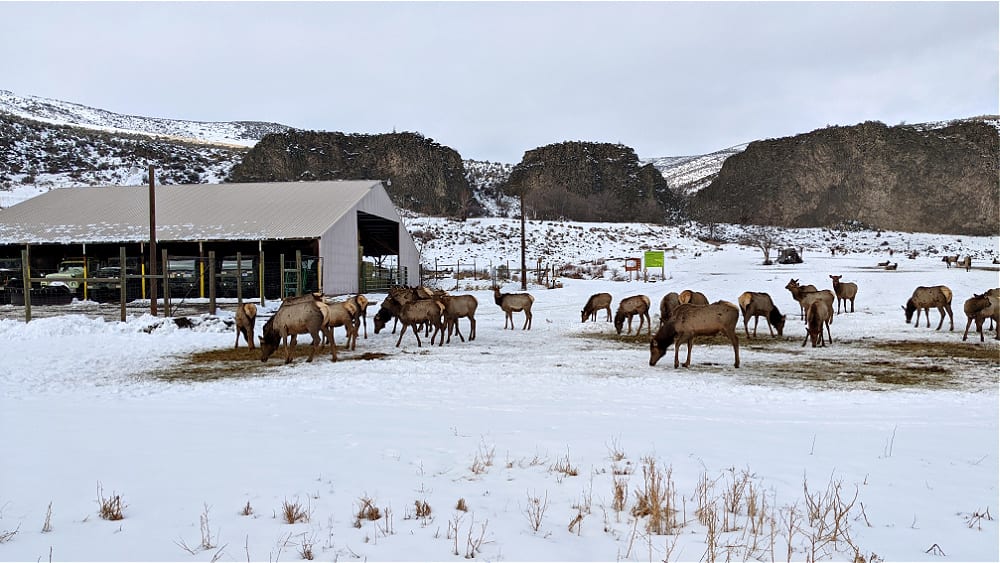 Elk Feeding Station with Trucks