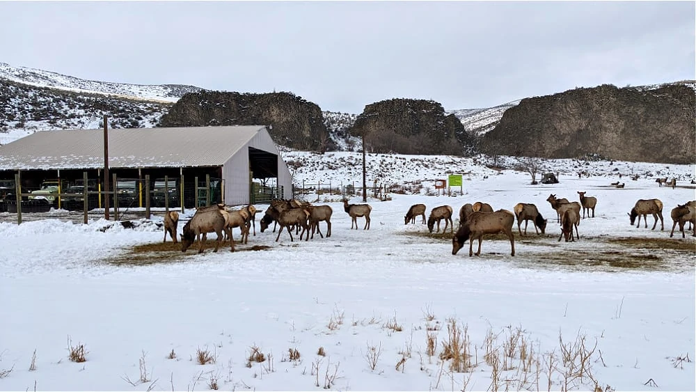 Elk Feeding Station with Trucks