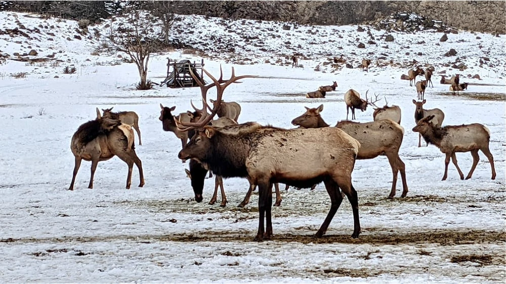 Elk at Elk Feeding station in Oak Creek
