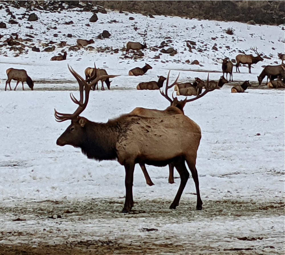 Elk at Oak Creek Feeding Area