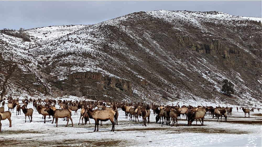 Oak Creek Elk Feeding Area