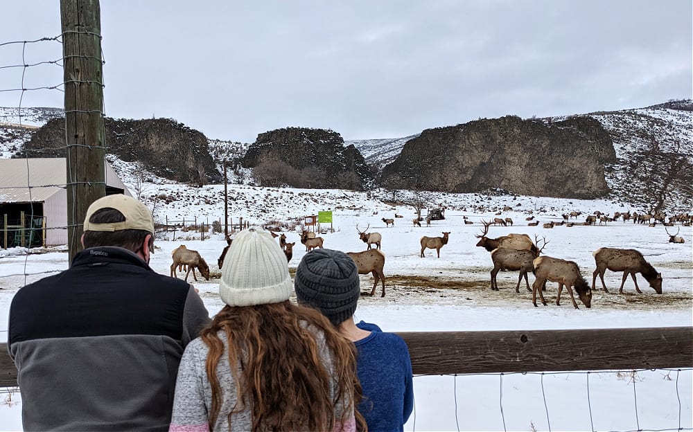 Watching the Elk at Feeding station