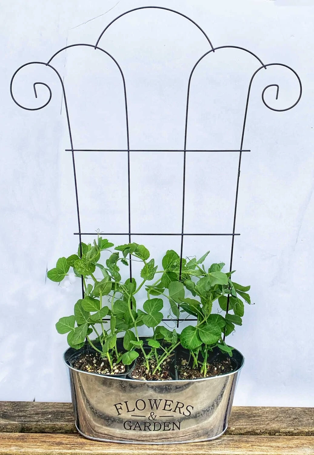 dollar store vine planter