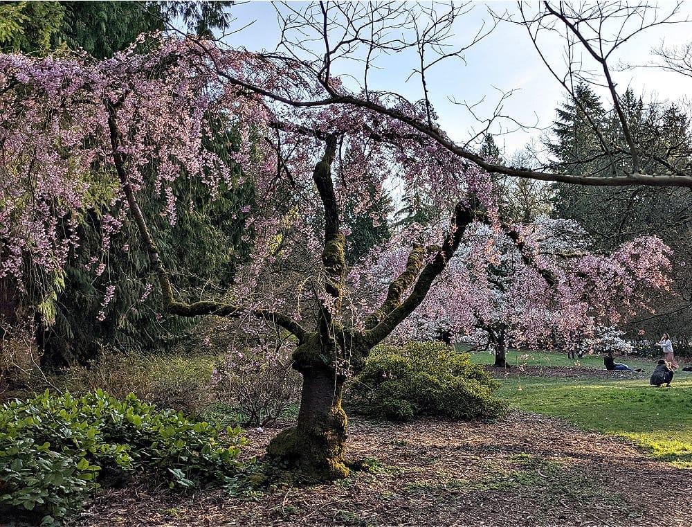 Cherry Blossoms at Washington Park Arboretum