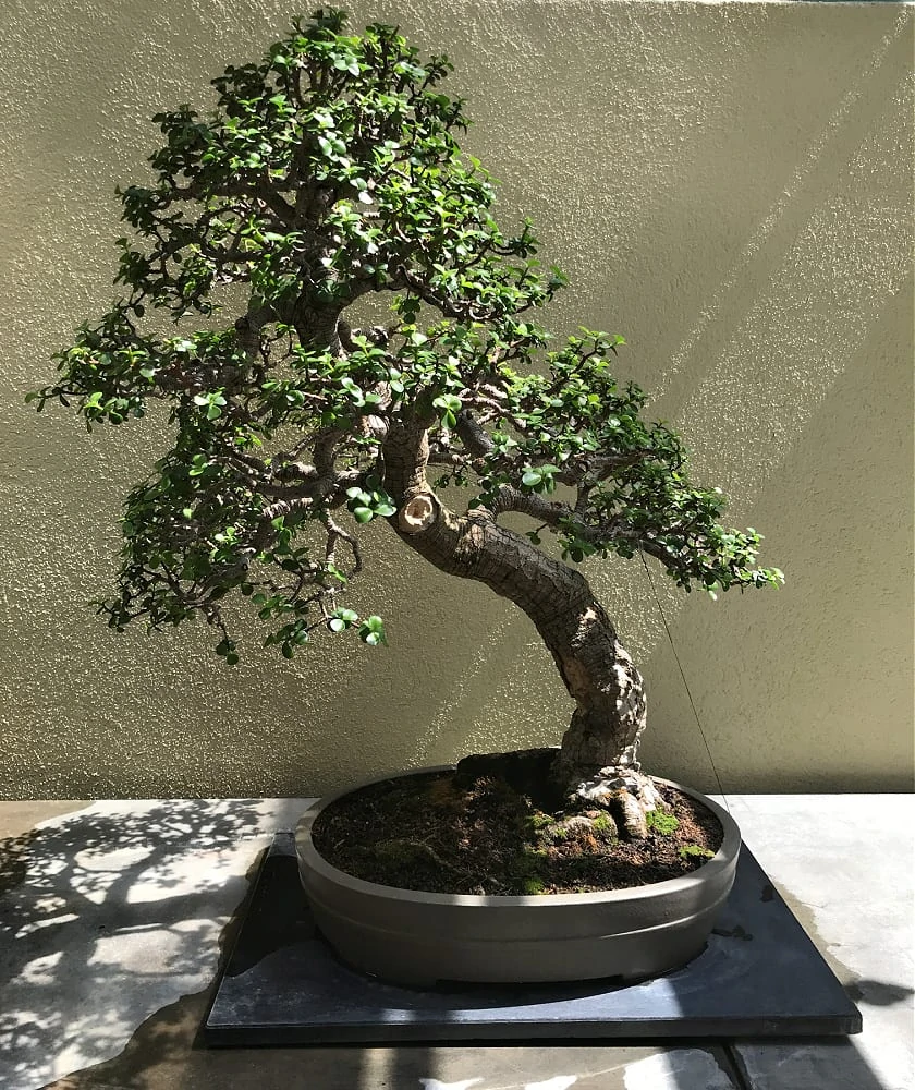 Pacific Bonsai Museum