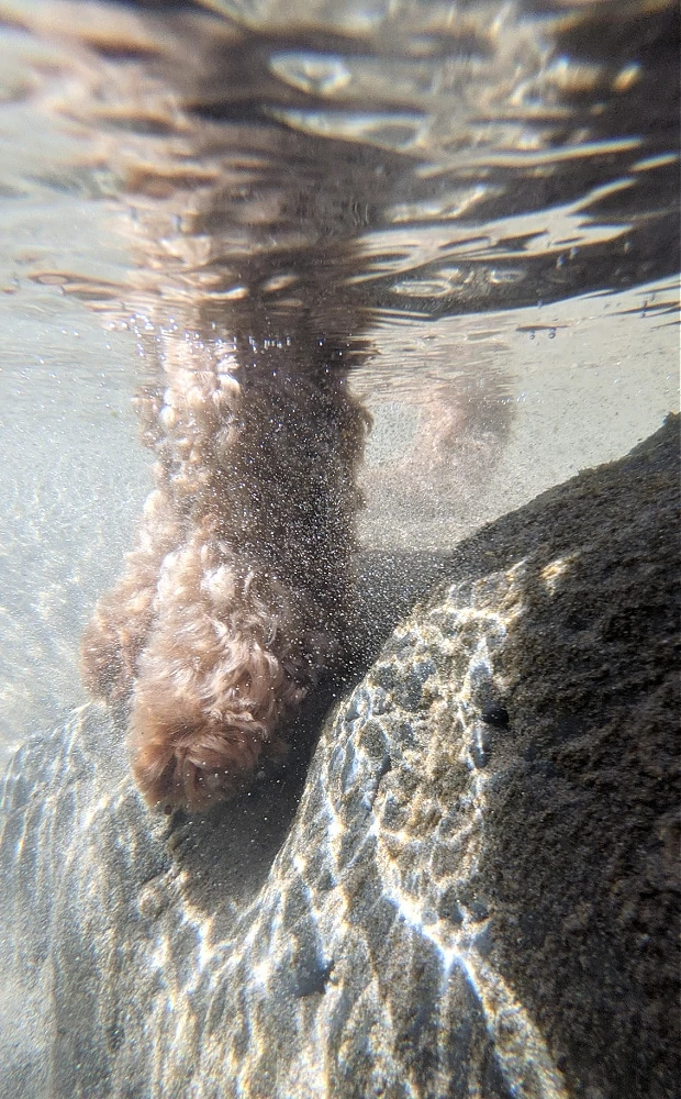 Underwater pictures of dog with CaliCase