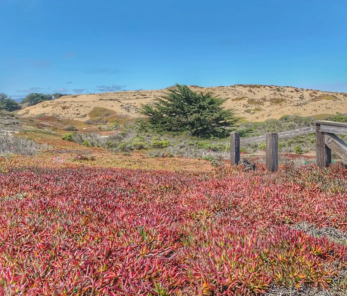 Marina Dunes Preserve