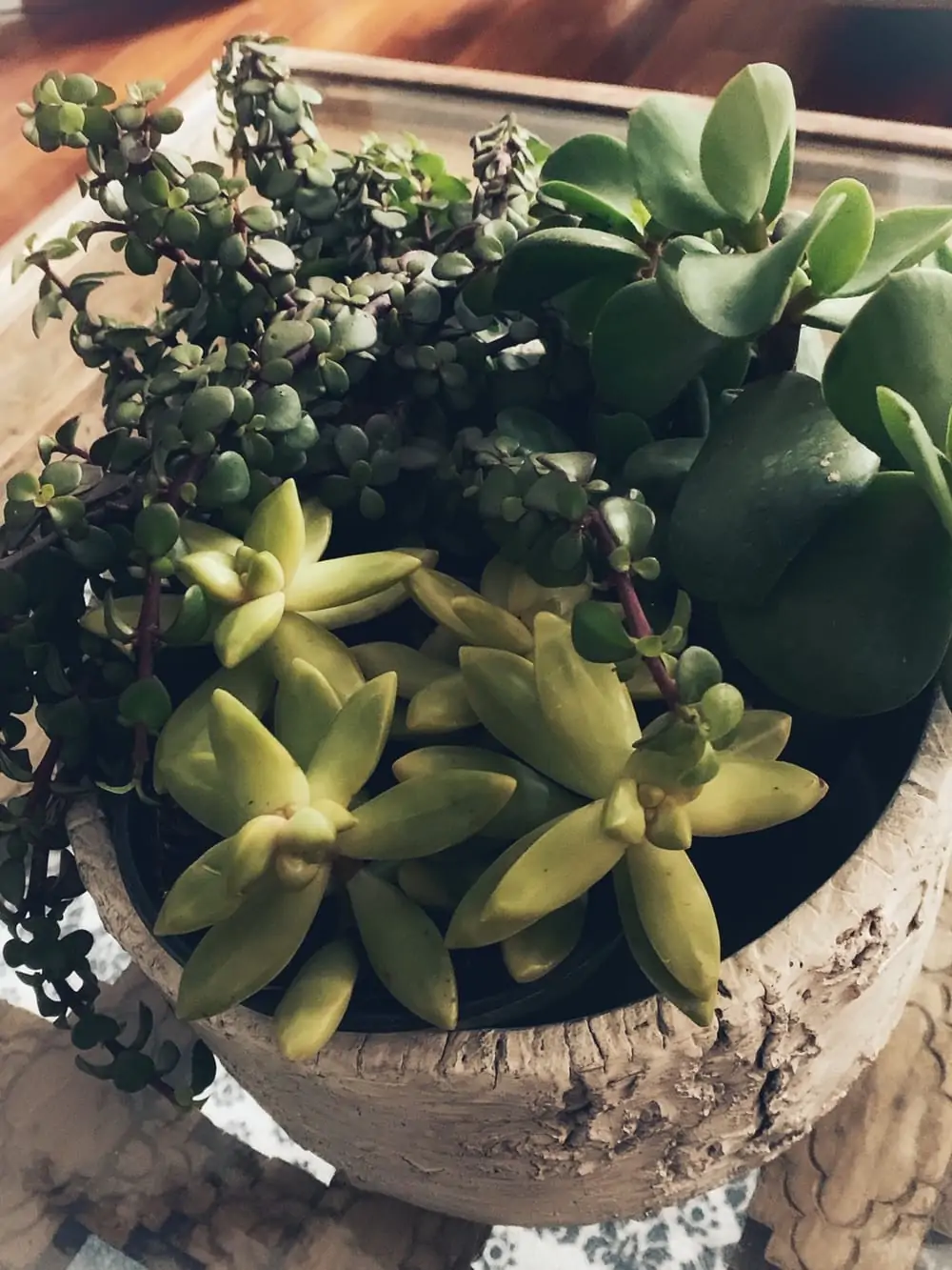 succulent subscriptions