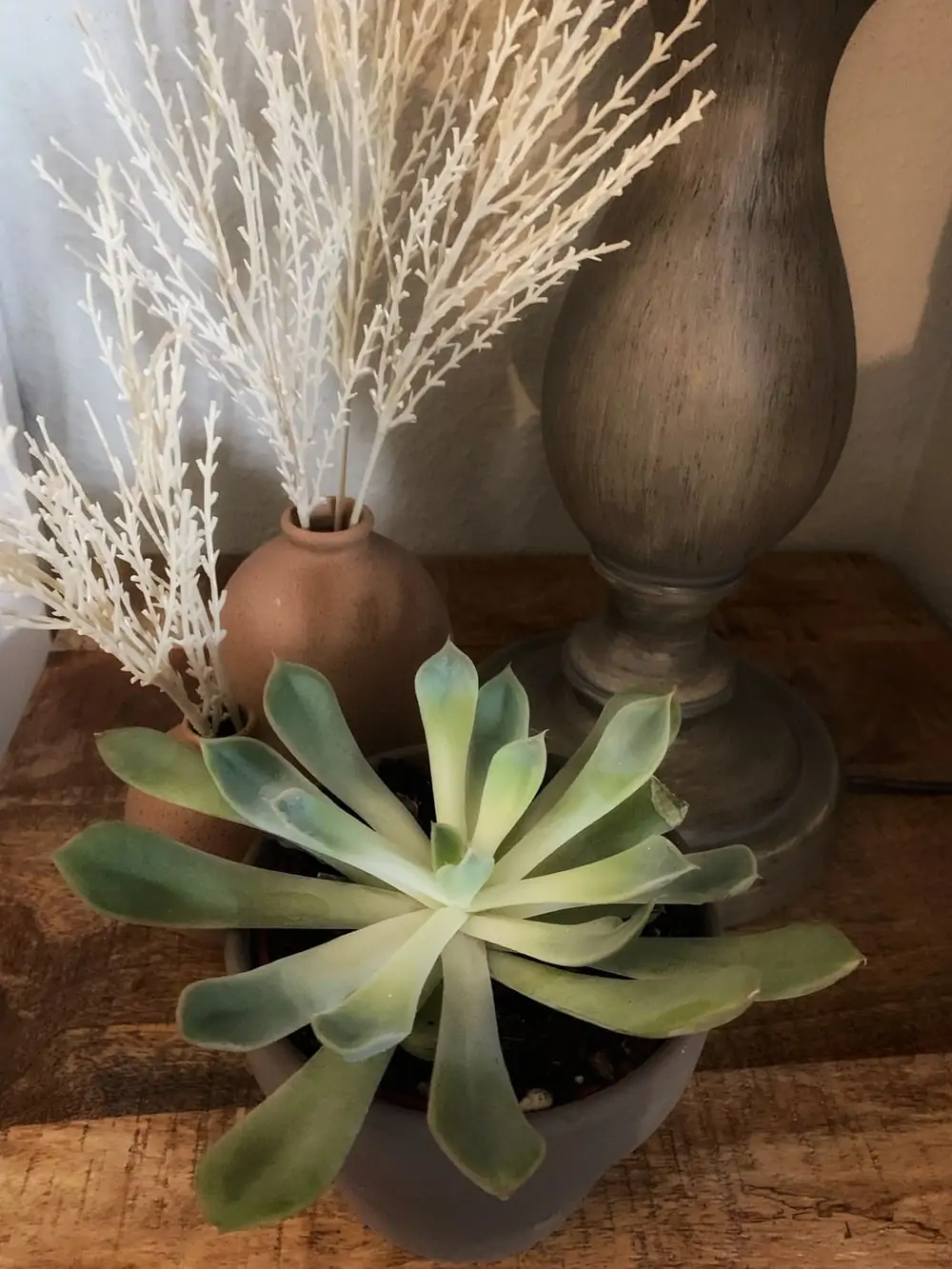 succulent subscription box