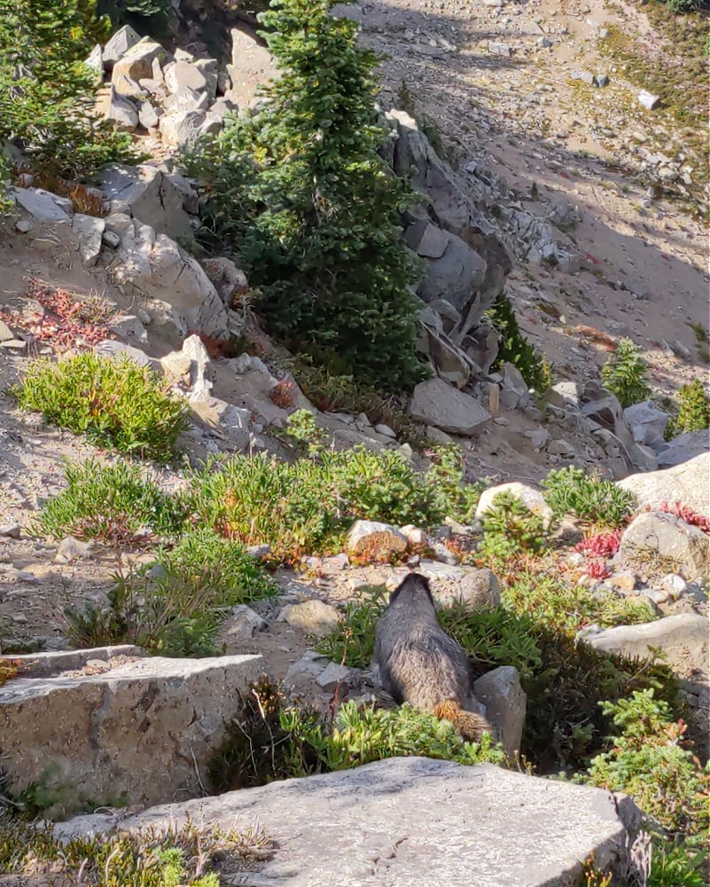 Marmot at Mount Rainier Hike