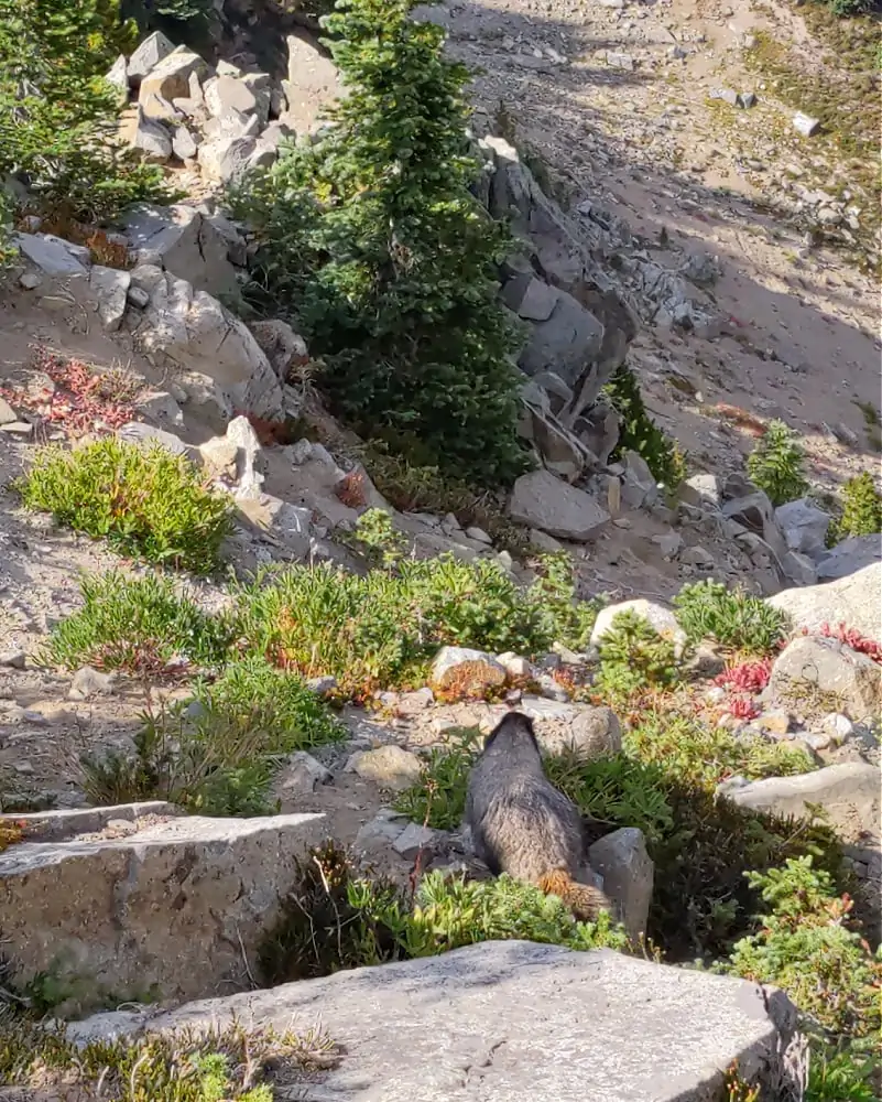 Marmot at Mount Rainier Hike