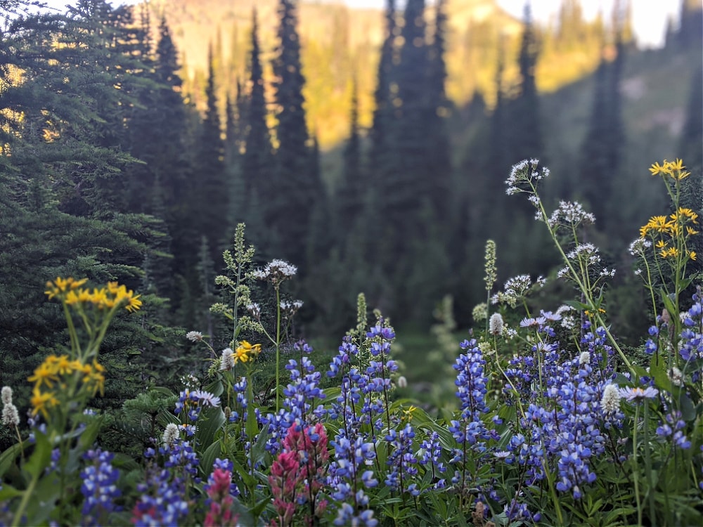 Wildflowers at Naches Peak Trail Mt Rainier